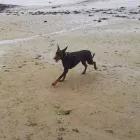 Business 36 image MISTER PAWS Pets & Animals in Plymouth De