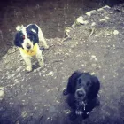 Business 37 image MISTER PAWS Pets & Animals in Plymouth De