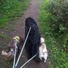 Business 38 image MISTER PAWS Pets & Animals in Plymouth De