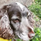 Business 40 image MISTER PAWS Pets & Animals in Plymouth De