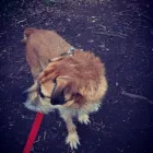 Business 43 image MISTER PAWS Pets & Animals in Plymouth De