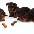 Business 1 image MY DOG FOOD Pet Services in Leeds We