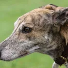 Business 3 image NORTHAMPTON DOG WALKER Pets & Animals in Northampton No