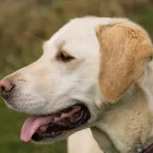 Business 4 image NORTHAMPTON DOG WALKER Pets & Animals in Northampton No