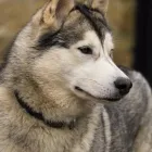 Business 5 image NORTHAMPTON DOG WALKER Pets & Animals in Northampton No