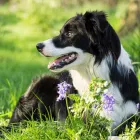 Business 7 image NORTHAMPTON DOG WALKER Pets & Animals in Northampton No