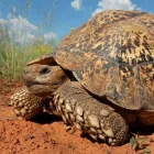 Business 1 image NORTHAMPTON REPTILE CENTRE Pet Services in Northampton No