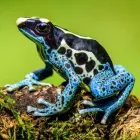 Business 2 image NORTHAMPTON REPTILE CENTRE Pet Services in Northampton No