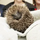 Business 2 image PARKER & CROWTHER VETS, FORMBY Veterinary Services in Liverpool Me