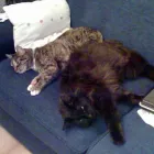 Business 2 image PAWS 'N' CLAWS Dog Walking in Northampton No