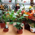 Business 1 image PETALS & PETS Shopping & Retail in Northampton No