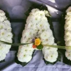 Business 10 image PETALS & PETS Shopping & Retail in Northampton No