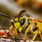 Business 6 image R D R PEST CONTROL SERVICES Pest & Animal Control in Newcastle Upon Tyne Ty