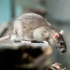 Business 8 image R D R PEST CONTROL SERVICES Pest & Animal Control in Newcastle Upon Tyne Ty