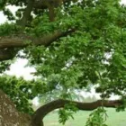 Business 1 image RINGROSE TREE SERVICES Tree Services in Wootton Ox