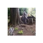 Business 2 image RINGROSE TREE SERVICES Tree Services in Wootton Ox