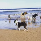 Business 1 image ROSIE'S PLACE DOG DAY CARE Pets & Animals in Newcastle Upon Tyne Ty