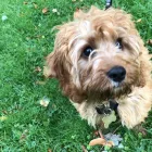 Business 1 image ROVER RAMBLES PET SERVICES Pets & Animals in Leeds We