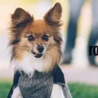 Business 2 image ROVER RAMBLES PET SERVICES Pets & Animals in Leeds We