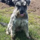 Business 1 image ROWAN TREE GROOMING Pets & Animals in Northampton No