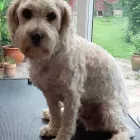 Business 3 image ROWAN TREE GROOMING Pets & Animals in Northampton No