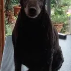 Business 4 image ROWAN TREE GROOMING Pets & Animals in Northampton No