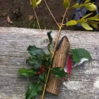 Business 3 image SCHOOL OF THE WILD Training Services in Brighton Ea