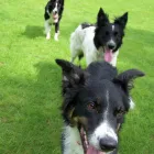 Business 1 image SCOTTHALL RUISLIP BMW & MINI Garage Services in Ruislip Mi