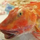 Business 4 image THE CO-OPERATIVE FOOD Grocers & Convenience Stores in Plymouth De