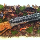 Business 16 image THE FLORAL HEART ' YOUR FRIENDLY LOCAL FLORIST ' Florists in Nuneaton Wa