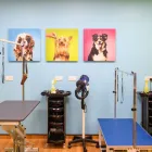 Business 2 image THE GROOM ROOM LEEDS KIRKSTALL Pets & Animals in Leeds We