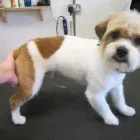 Business 4 image THE LOLLIPOP SHOPPE LTD, Furniture - Retail in Brighton Ea