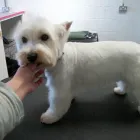 Business 2 image THE LOLLIPOP SHOPPE LTD, Furniture - Retail in Brighton Ea