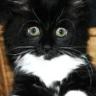 Business 9 image THE OLD CORNISH PASTY COMPANY Retail Bakers in Northampton No