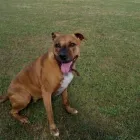 Business 16 image THE PERSONAL TRAINING CENTRE Personal Trainers in London Gr