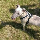 Business 9 image THE PERSONAL TRAINING CENTRE Personal Trainers in London Gr