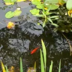 Business 5 image THE SHED Turfing Services in Harrow Gr