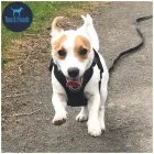 Business 1 image THEO & FRIENDS SOLO DOG WALK SPECIALIST AND CAT CARE Pets & Animals in Newcastle Upon Tyne Ty