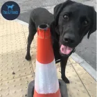 Business 4 image THEO & FRIENDS SOLO DOG WALK SPECIALIST AND CAT CARE Pets & Animals in Newcastle Upon Tyne Ty