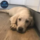 Business 5 image THEO & FRIENDS SOLO DOG WALK SPECIALIST AND CAT CARE Pets & Animals in Newcastle Upon Tyne Ty