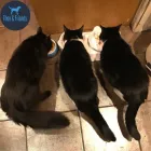 Business 6 image THEO & FRIENDS SOLO DOG WALK SPECIALIST AND CAT CARE Pets & Animals in Newcastle Upon Tyne Ty