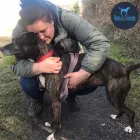 Business 9 image THEO & FRIENDS SOLO DOG WALK SPECIALIST AND CAT CARE Pets & Animals in Newcastle Upon Tyne Ty