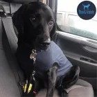 Business 10 image THEO & FRIENDS SOLO DOG WALK SPECIALIST AND CAT CARE Pets & Animals in Newcastle Upon Tyne Ty