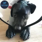 Business 12 image THEO & FRIENDS SOLO DOG WALK SPECIALIST AND CAT CARE Pets & Animals in Newcastle Upon Tyne Ty