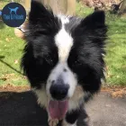 Business 13 image THEO & FRIENDS SOLO DOG WALK SPECIALIST AND CAT CARE Pets & Animals in Newcastle Upon Tyne Ty