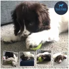 Business 14 image THEO & FRIENDS SOLO DOG WALK SPECIALIST AND CAT CARE Pets & Animals in Newcastle Upon Tyne Ty