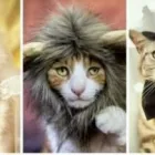 Business 3 image TIBETAN MASTIFFS Pets & Animals in Formby Me