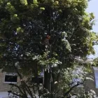 Business 4 image TSL TREE SURGERY LEADERS Tree Services in London Gr