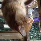 Business 2 image VALLEY VIEW CATTERY Pets & Animals in Worthing We