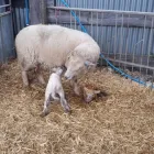 Business 2 image WESTPOINT FARM VETS, DAVENTRY Veterinary Services in Northampton No